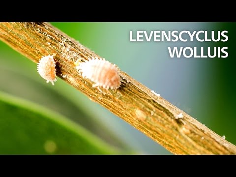 , title : 'Levenscyclus van wolluis'