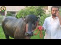 RANA Murrah Bull Lakshmi Dairy Farm ਰਾਣਾ ਲਕਸ਼ਮੀ ਡੇਅਰੀ ਫਾਰਮ