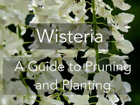 , title : 'Wisteria- A Guide to Pruning and Planting'