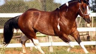 Chitãozinho e Xororó - Caipira