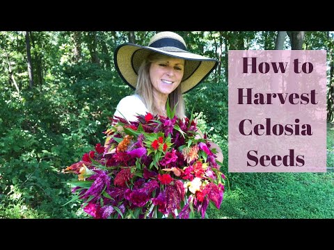 download lagu mp3 mp4 Does Celosia Grow Every Year, download lagu Does Celosia Grow Every Year gratis, unduh video klip Does Celosia Grow Every Year