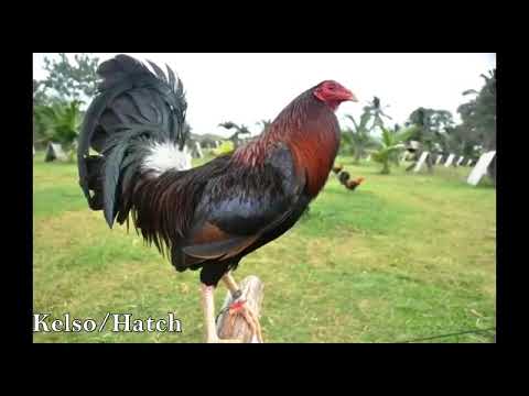 las mejores cruzas de gallos 🐓