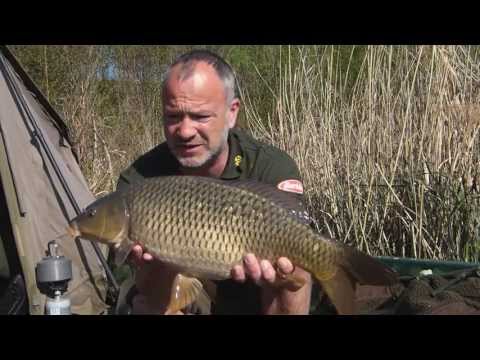 Karpfenangeln - Videotagebuch - Fortpflanzung MLotz 25.04.2013