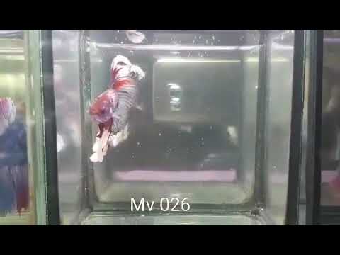 (MV-026) Red Galaxy Halfmoon Male Betta