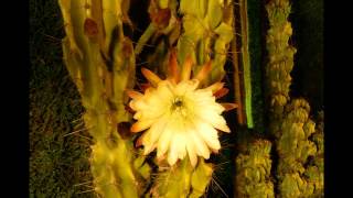 Eclosion d'une fleur de cactus
