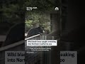 Wild black bear caught sneaking into Northern California zoo - Video