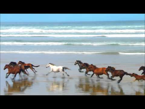 Horses Running on Beach HD