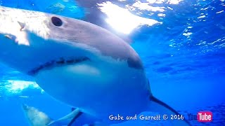 YouTube Shark - Great White Shark Cage Breach - The Full Story