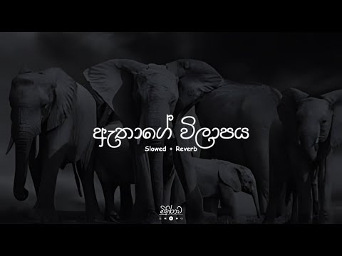 Athage Wilapaya - (ඇතාගේ විලාපය) | Slowed & Reverb
