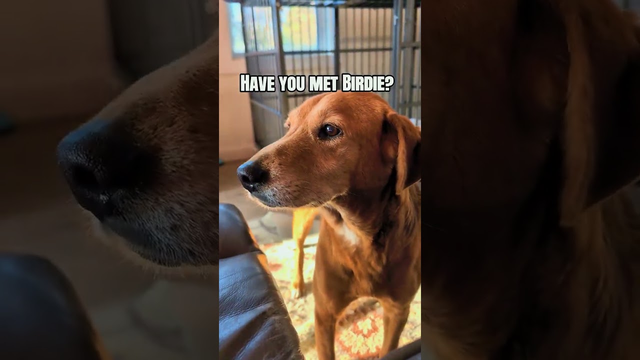 Enlarge Birdie, a ADOPTABLE Hound in Charlotte, NC video 3/3