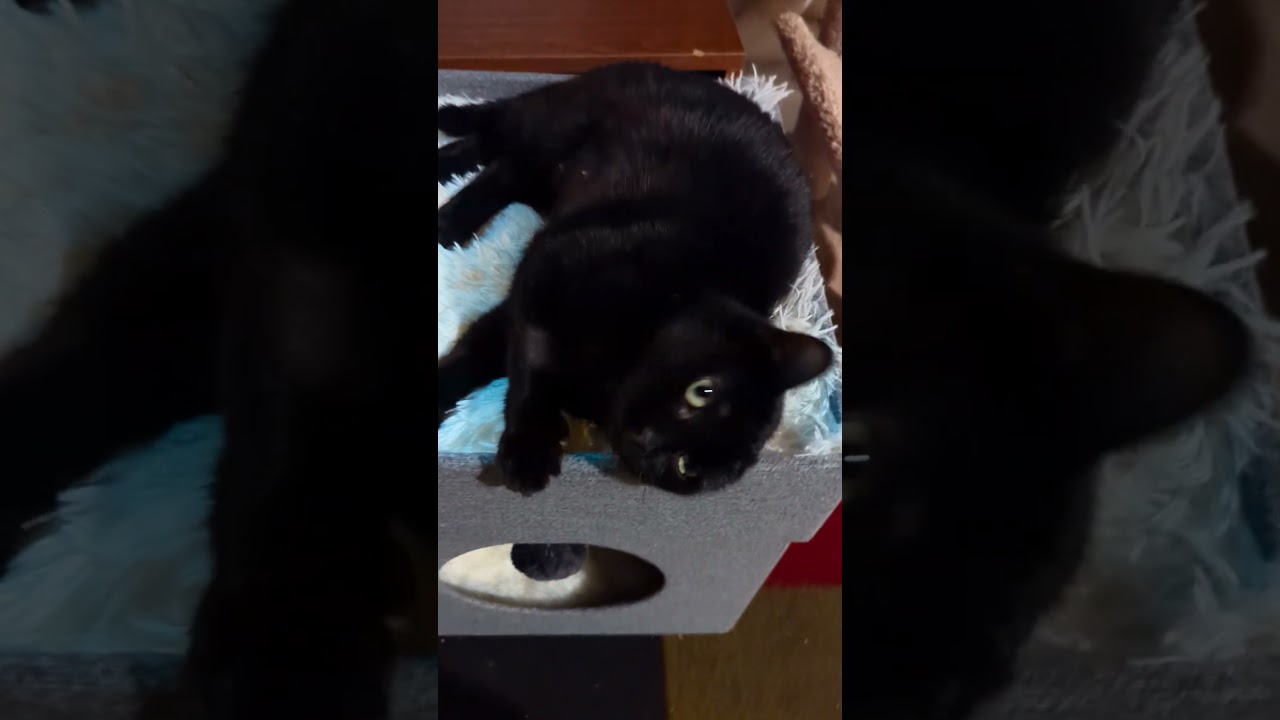 Enlarge Twyla Stargazer , a ADOPTABLE Domestic Short Hair in Hendersonville, NC video 4/6