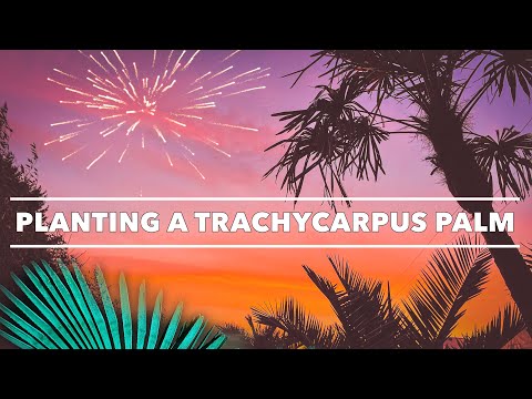 , title : 'Planting a Trachycarpus fortunei & Hardy Palm Care Tips'