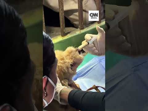 Terremotos na Venezuela: Cachorros são resgatados dias após abalos atingirem o país