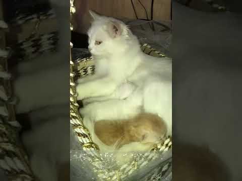 Happy Mother’s Day || #shorts #mothersday #youtubeshort ||Doaa’s Diary