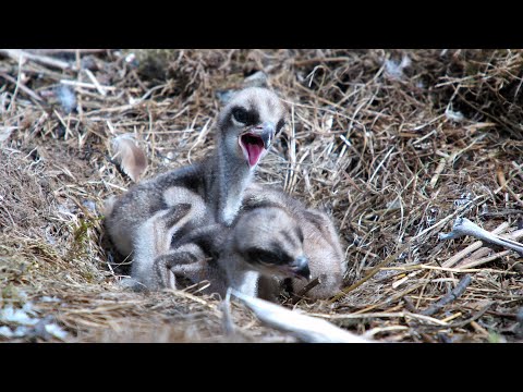Osprey Aggression in Young Chicks