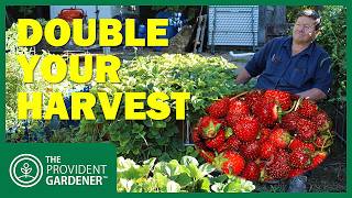 How to Grow Strawberries in IBC Totes: Never Buy Store-Bought Again!