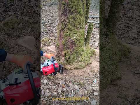 Démo tronçonneuse greencut GS68 Phil