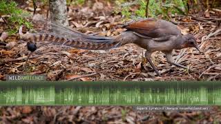 Download lagu Superb Lyrebird Sounds & Calls - Song & mimicry of 24 species by a single bird. mp3 Download lagu Superb Lyrebird Sounds & Calls - Song & mimicry of 24 species by a single bird. mp3