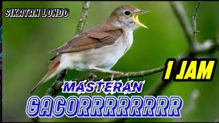 Download lagu sikatan Londo gacor full isian masteran 1 jam||masteran kicau mp3