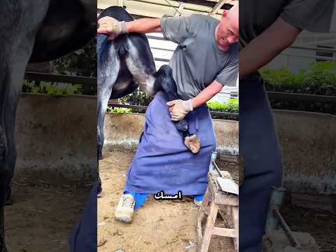 هل أبي يقطع ساق الحصان 😱🐴✂️!! #shorts
