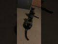 Today He Starts To Rethink His Actions Shorts Meme Funny Cat Fight