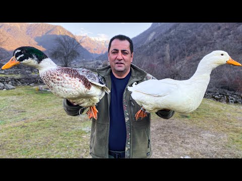 A simple but Very tasty Recipe for Cooking Duck in the Oven with Potatoes