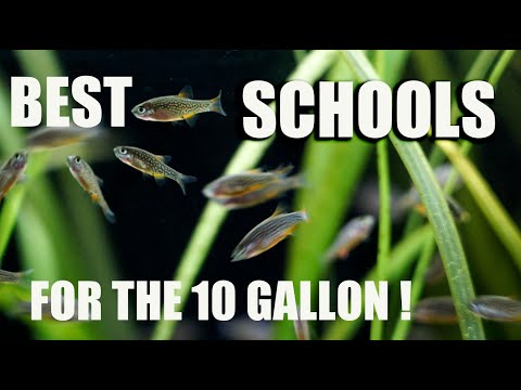 BEST Little Schools For The 10 Gallon Aquarium!