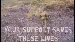 Look at this incredible rescue