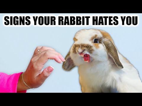 10 Signs Your Rabbit HATES you