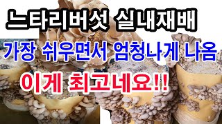 느타리버섯 실내재배. 가장 쉬우면서도 풍성하게 수확하려면 이게 최고네요. 느타리버섯 재료, 느타리버섯 재배 …