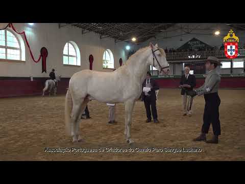 221022 8 Ojeda da Fareja - Aprovação de Garanhões