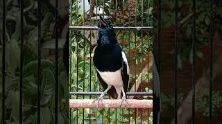 Download lagu PANCINGAN Kacer macet bunyi pasti gacor mp3