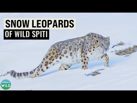 Snow Leopard Explores Wild Spiti Valley | Majestic Grey Ghosts