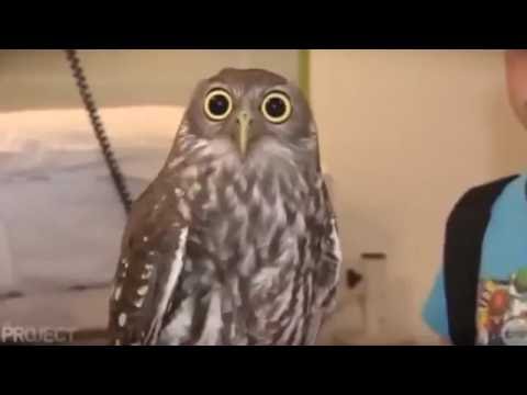 Look How Calm She Is! Windows Edition