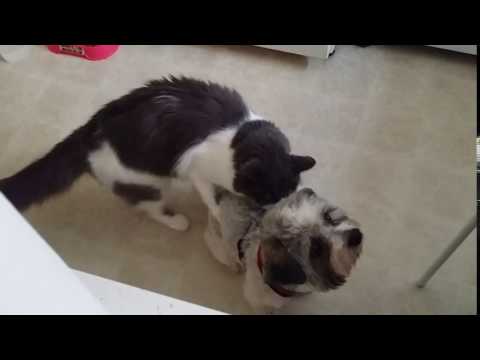Cat Tries to Hump Dog then Realizes He's Neutered