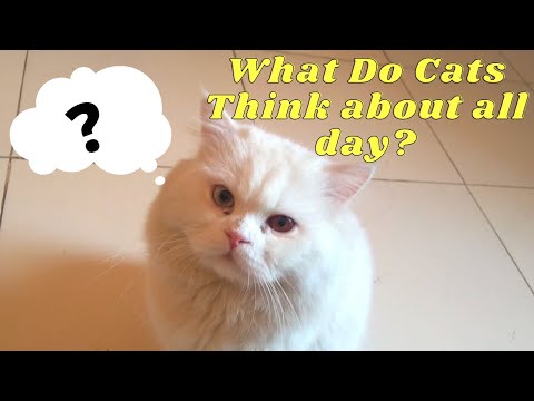 What Do Cats Think About All Day | Popu The Cat