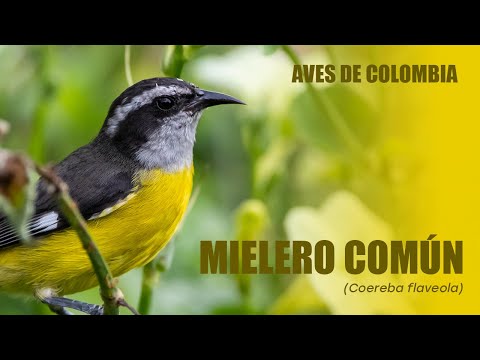 Nektárnik banánový (Coereba flaveola) — starostlivosť, voliéra a kŕmenie