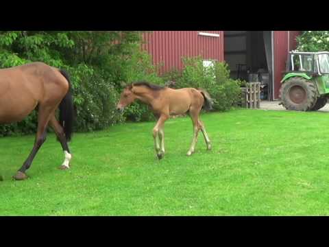 Stutfohlen 2017 - For Dance x L'Espoir