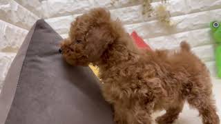 トイプードルの動画01