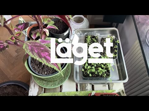 Såhär planterar du!