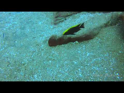 Aulonocara maylandi a  Luwala Reef