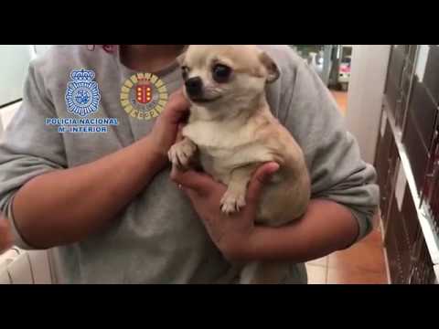 Con la colaboración de la Policía Local de Meco (Madrid)