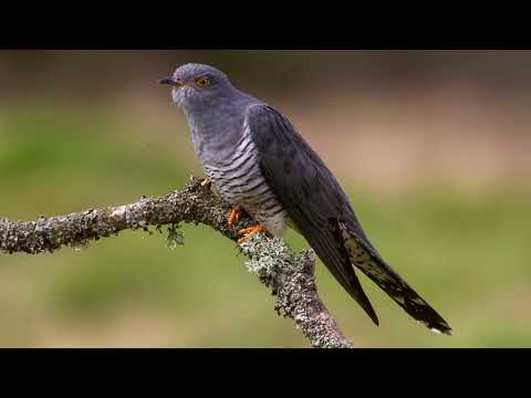 Ana Maria – Cucule, pasăre rătăcitoare (Cântec popular românesc | Baladă tradițională)