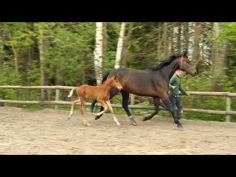 I am Giant - Hengstfohlen von Ibiza Dream - Royal Classic II - Davignon