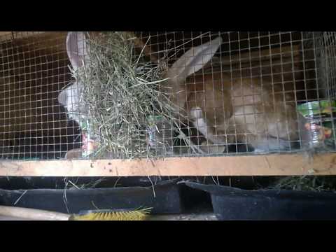 Вот это бутузы в 8 дней,начинаем расселение крольчат.