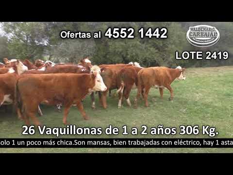 Lote 26 Vaquillonas 1 a 2 años 10 HE c/  RA,  6 HE,  3 NO,  2 NO c/  AA,  2 AA,  2 RA y 1 Noc/  HE 306kg -  en La Mina. Mina del Talco -  a 6 kmdel km 211 de R21