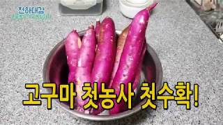 고구마 첫농사 첫수확! 간식으로 맛나게.. [시골농부 천하대감]