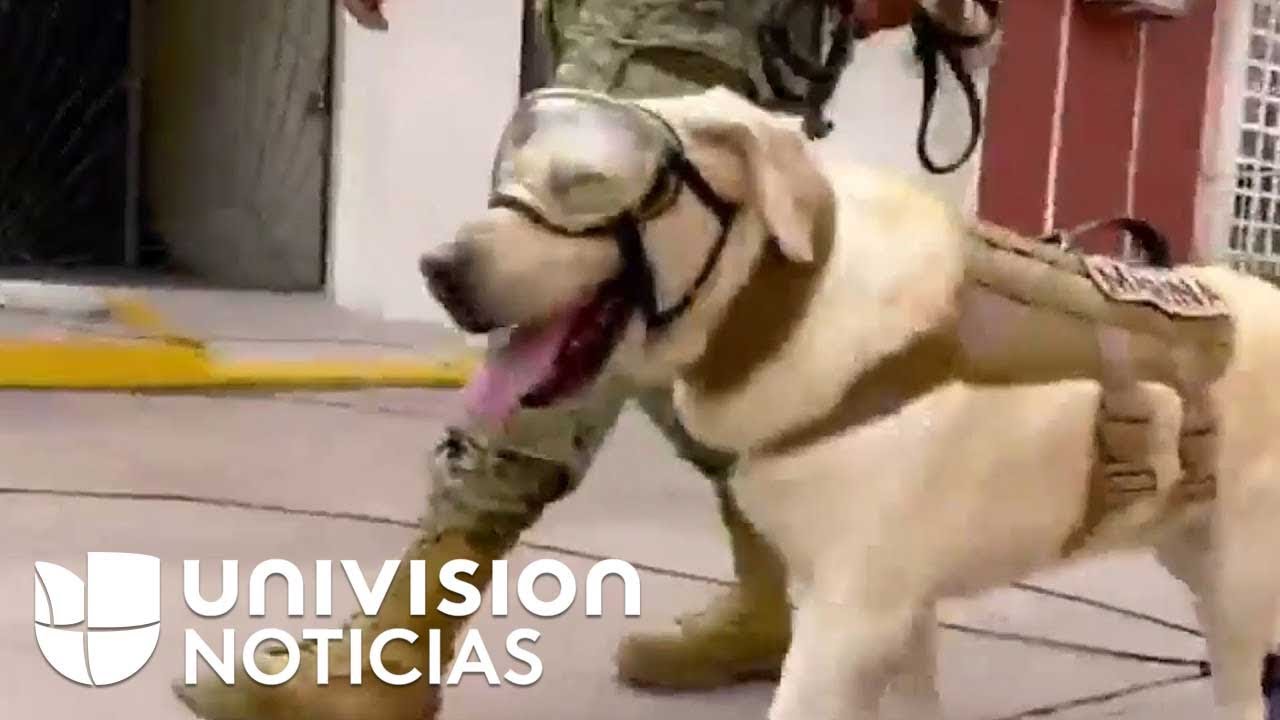 Frida, el perro rescatista que inspira a México tras el terremoto