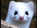 Weasel attacks! Ermine winter color phase - YouTube