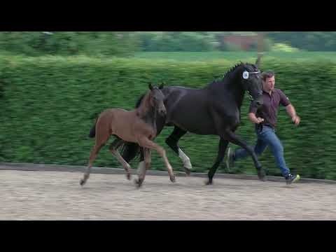 Hf v Dantes Junior x Chist x Dimaggio 2019